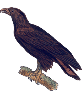 Common eagle