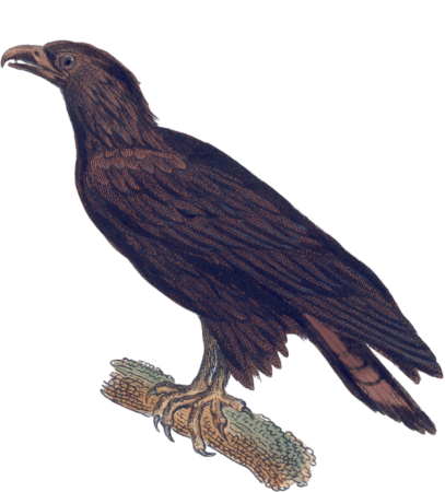 Common eagle