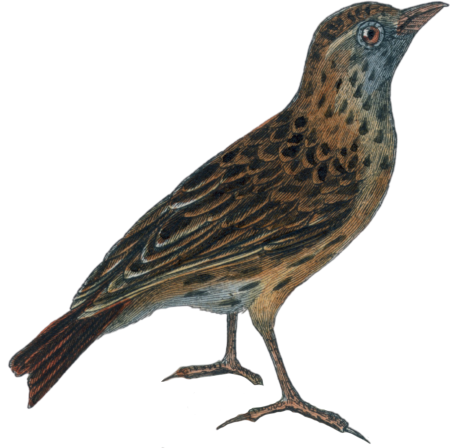 The lark