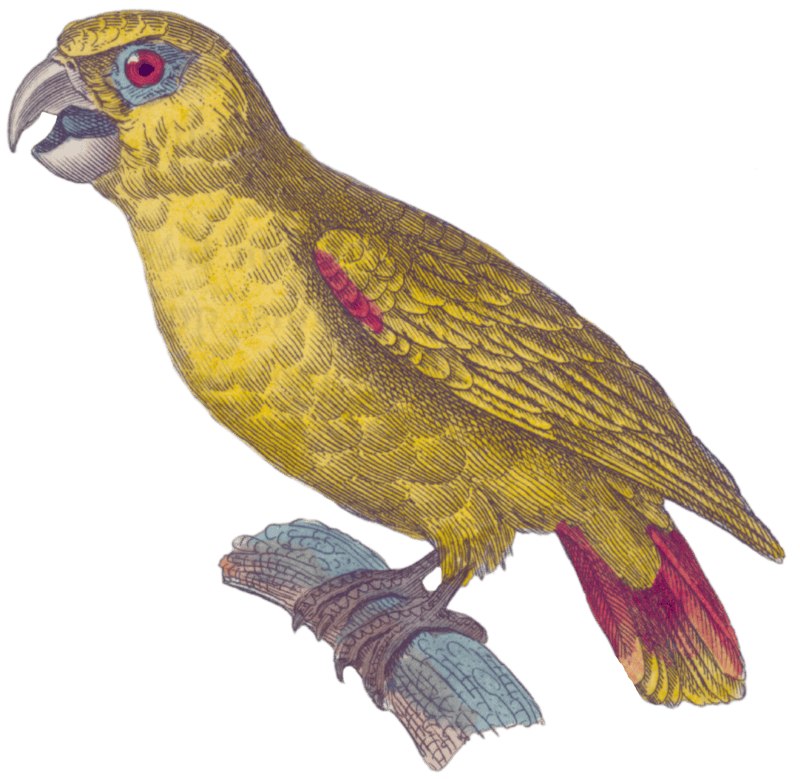 The yellow amazon
