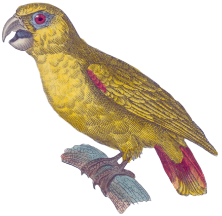 The yellow amazon