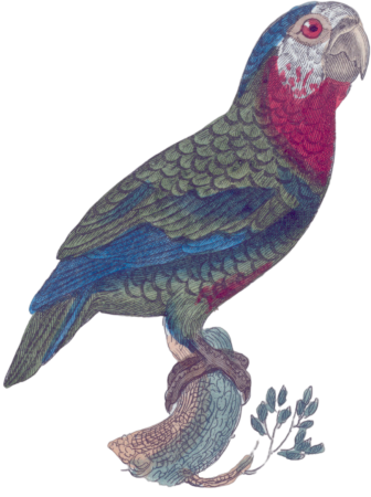 The bald amazon