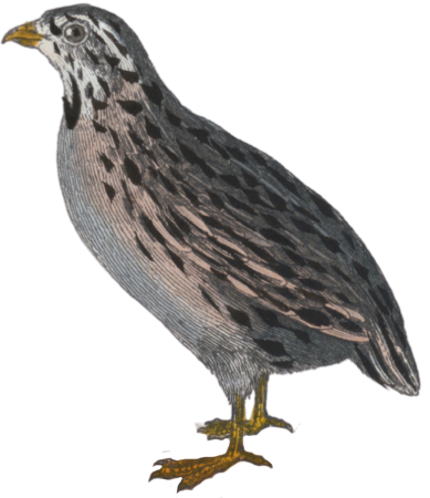 The quail