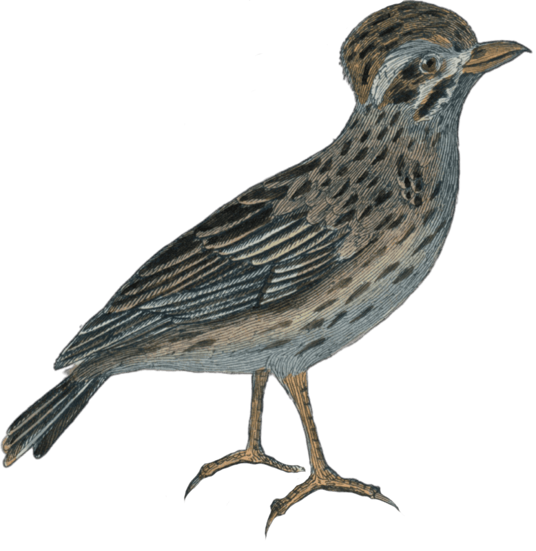 The farlouse or the lark