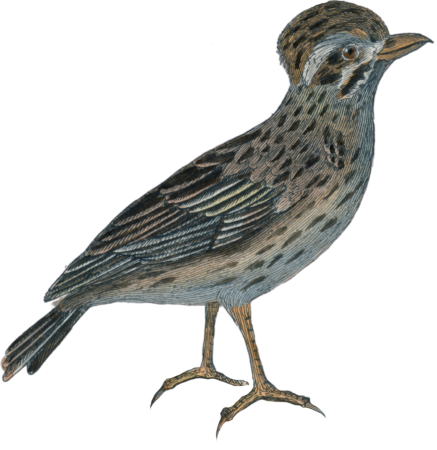 The farlouse or the lark