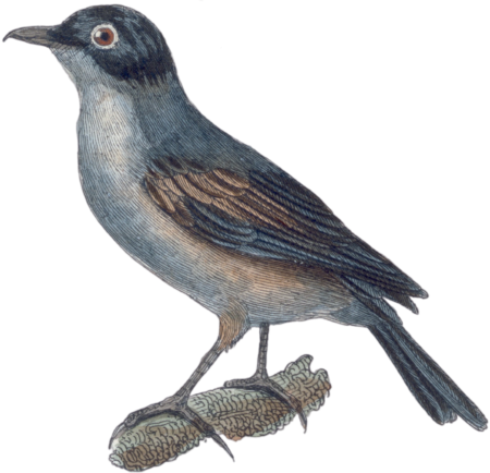 The warbler