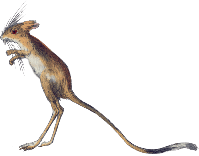 The Gerboise of Egypt