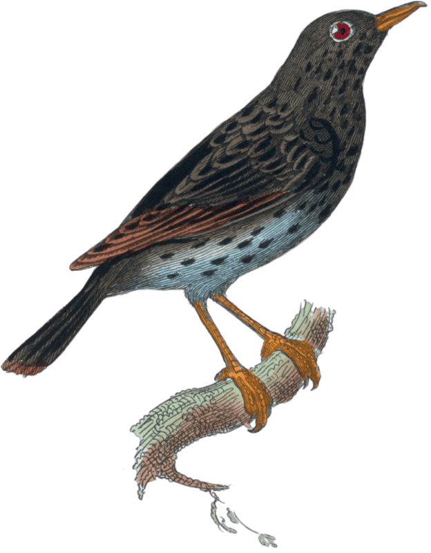 The thrush