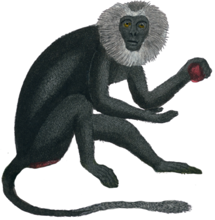The Mane Guenon