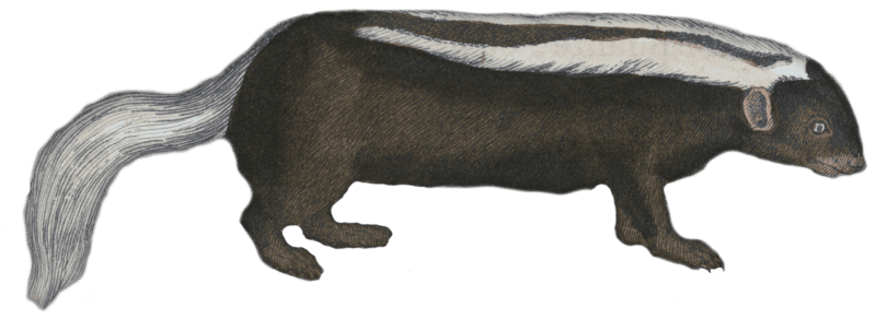 The Chilean Skunk