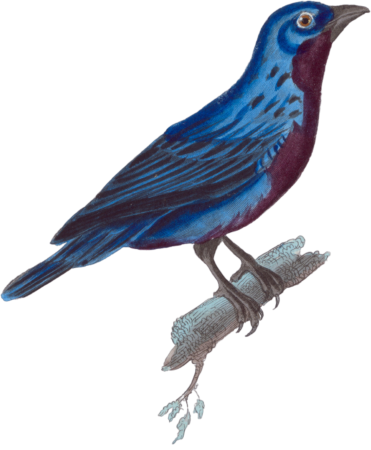 Cotinga à Cordon Bleu