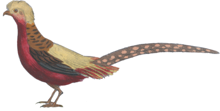 The Golden Pheasant
