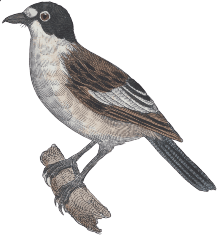 The Flycatcher of Lorraine
