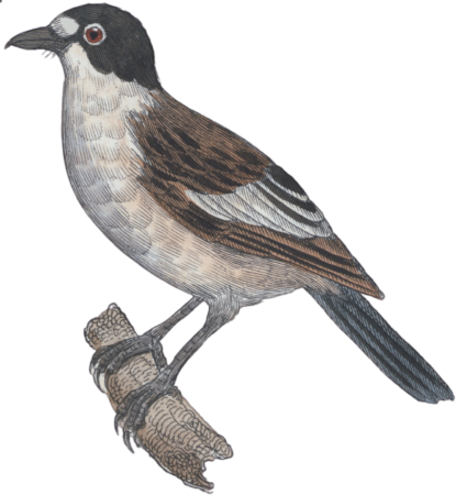 The Flycatcher of Lorraine