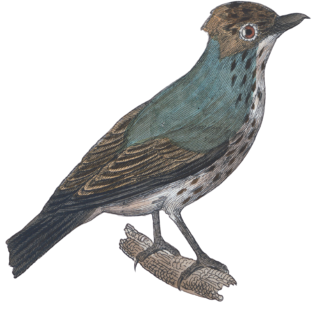 The Common Flycatcher