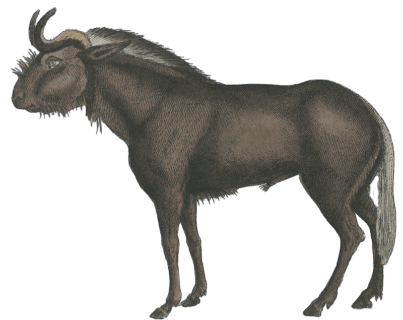 The Wildebeest