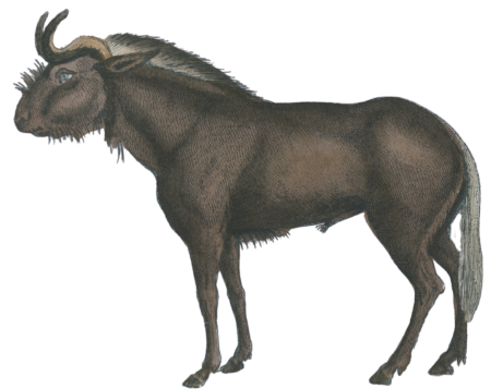The Wildebeest