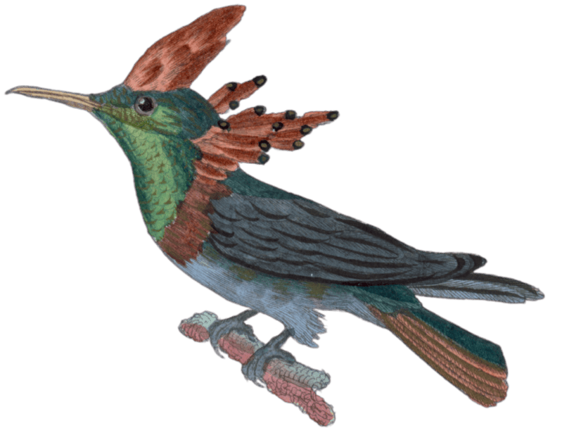 The crested collar