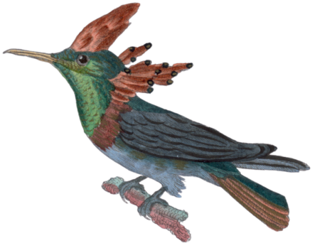 The crested collar