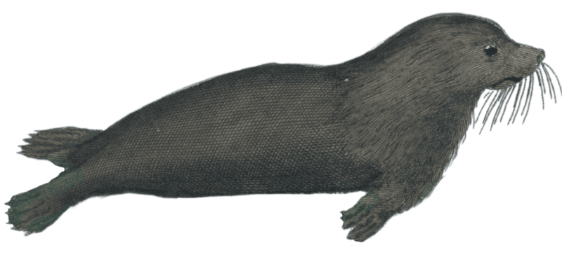 The Marine Lion