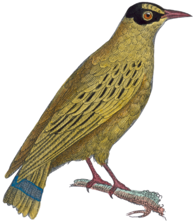 The Oriole