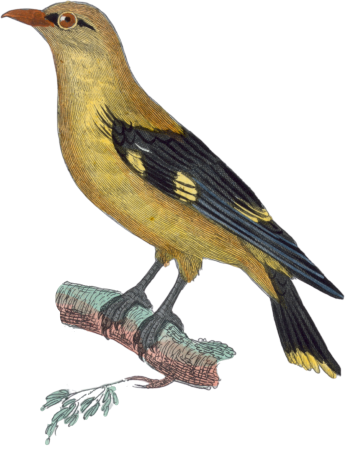 The Oriole
