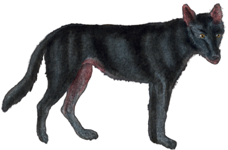 The black wolf