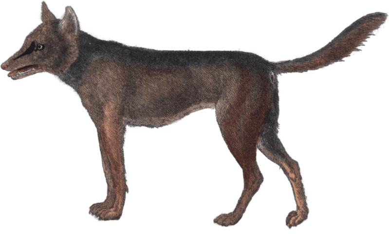 The wolf