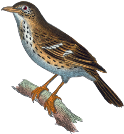 The Mockingbird