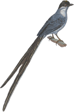 The Flycatcher or Savana