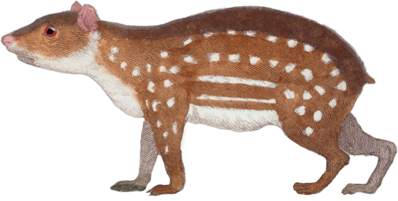 The Paca