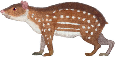 The Paca