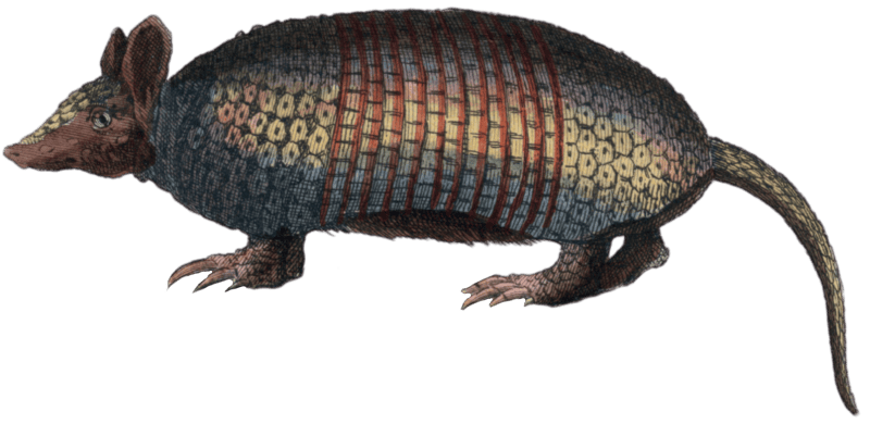 The Pangolin