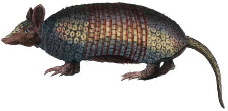 The Pangolin