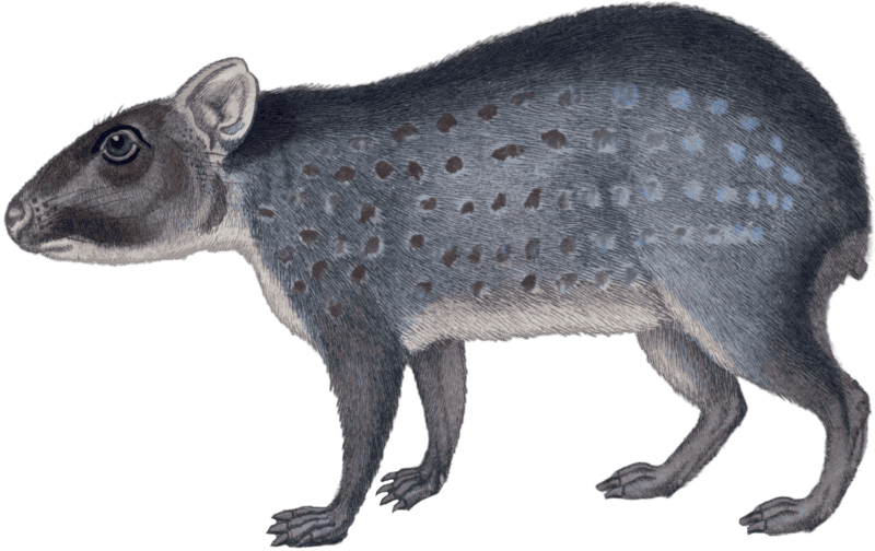 The Paca 1