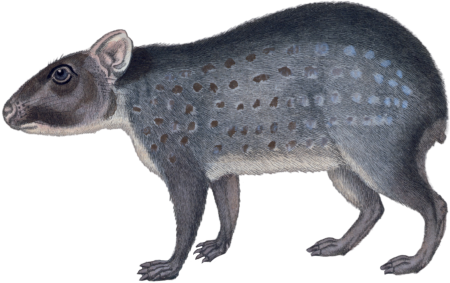 The Paca 1