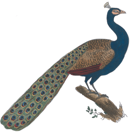 The peacock