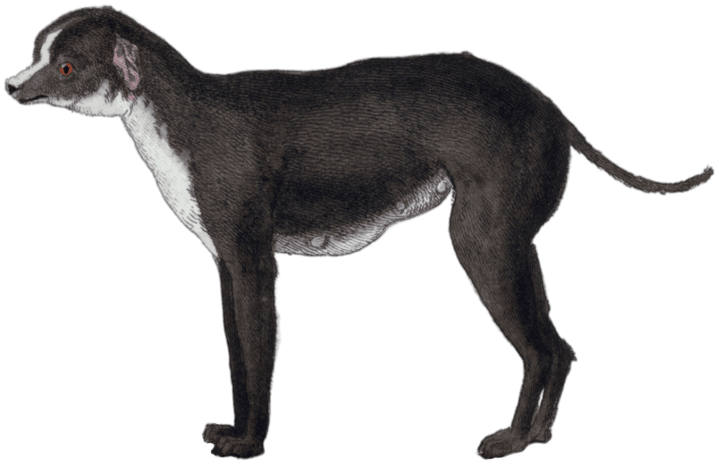 The Little Dane