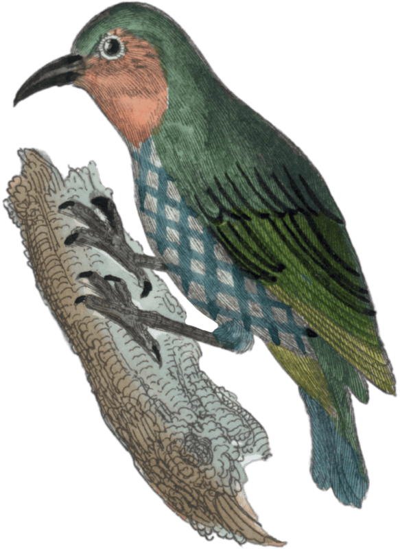 Guyana's little creeper
