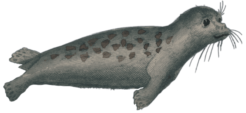 The common seal
