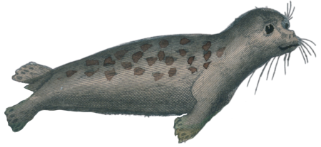 The common seal