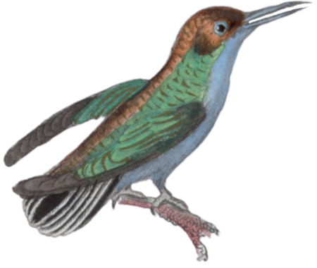 The smallest fly bird