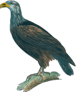 The Pyguargue [Bald Eagle]