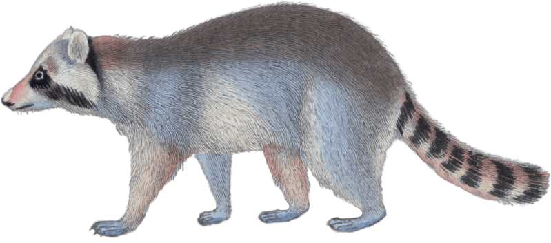 The Raccoon