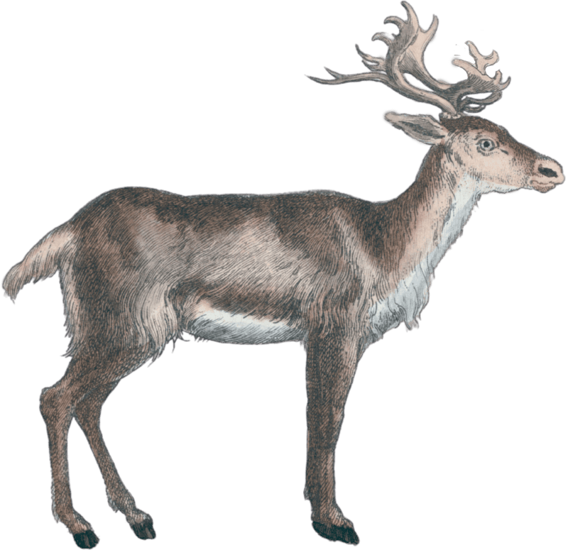Reindeer