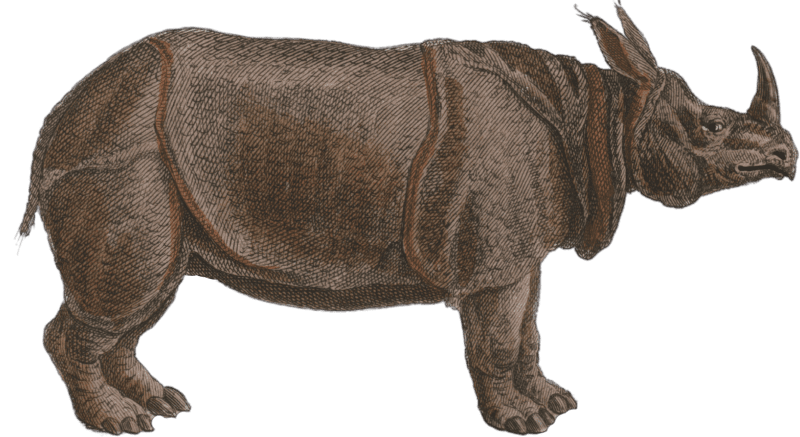 Rhinoceros