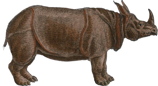 Rhinoceros