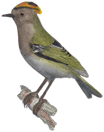 The Wren
