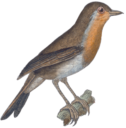 The redbreast