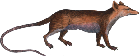 The Long-tailed Armadillo